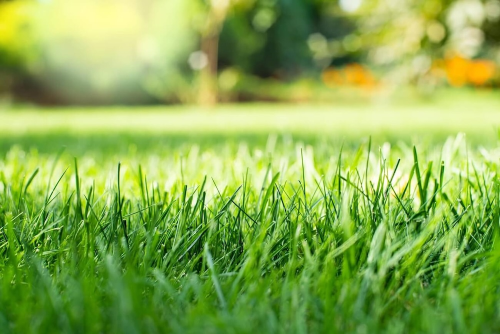 Lawn Care Company Lebanon, TN