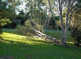 Tree Service, Lebanon TN
