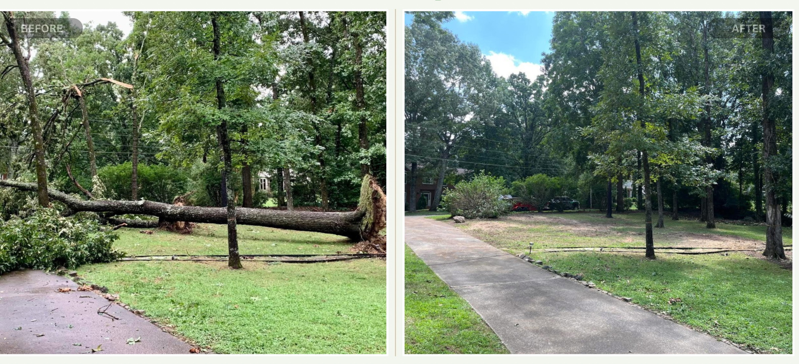 tree service company Lebanon, TN