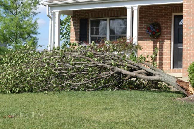 Tree Service Carthage, TN