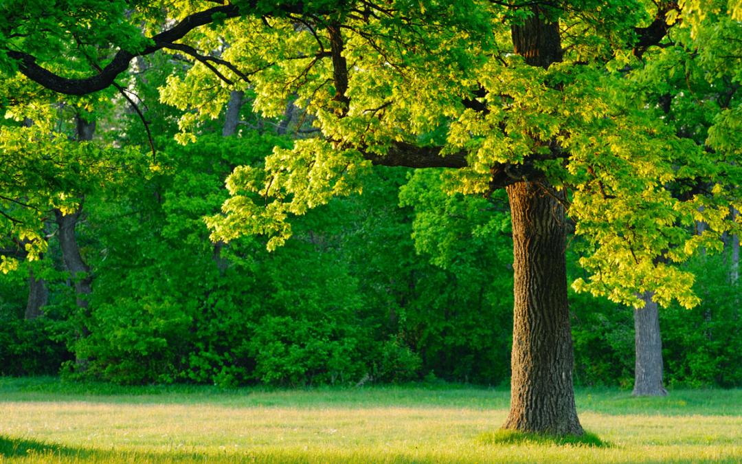 Tree Services Lebanon, TN