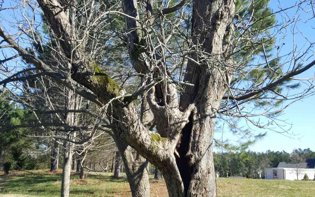 Tree Removal Carthage, TN