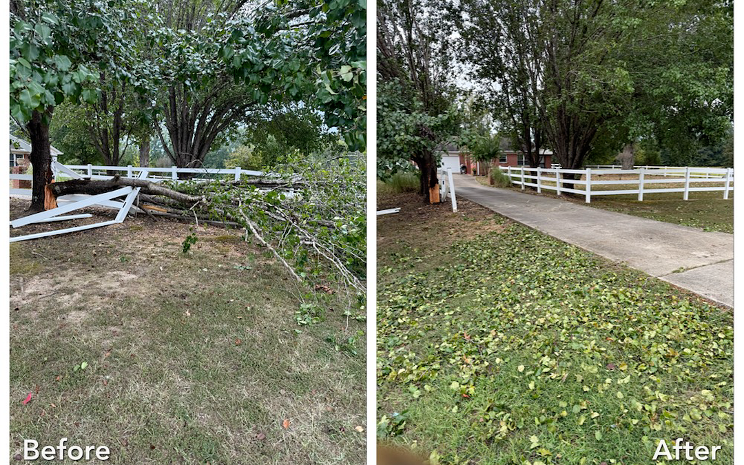 Tree Service Lebanon, TN