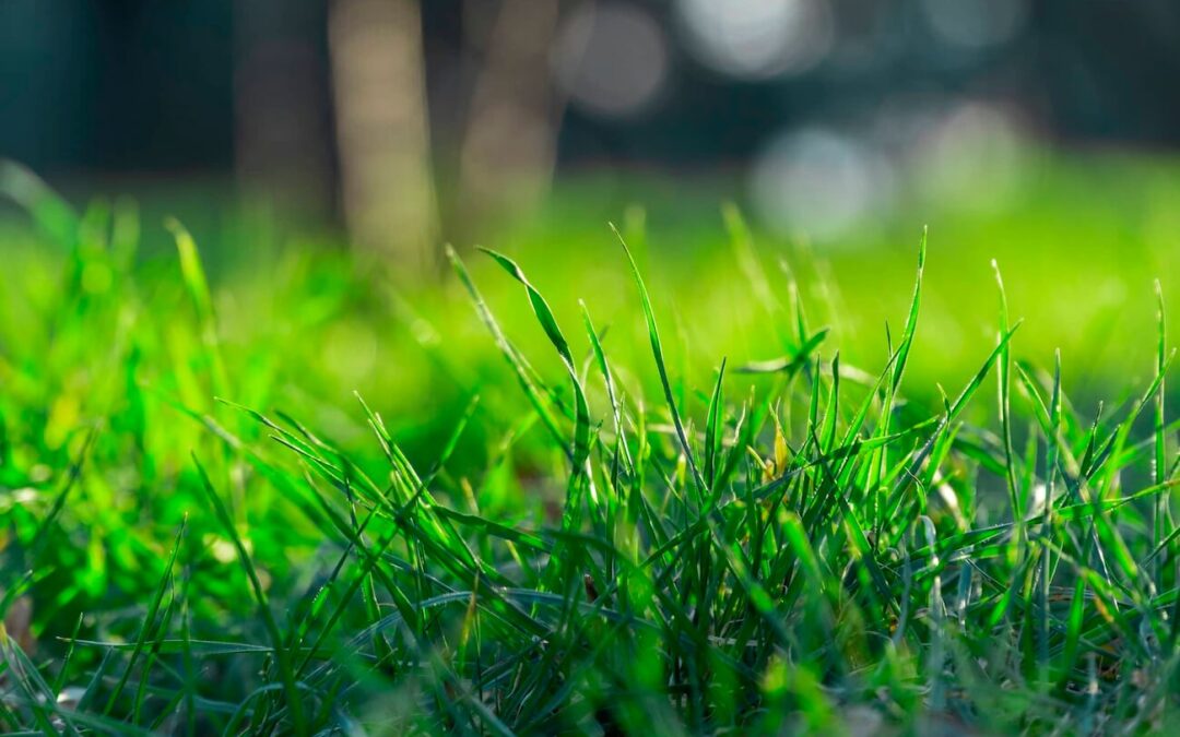 Lawn Mowing Carthage, TN